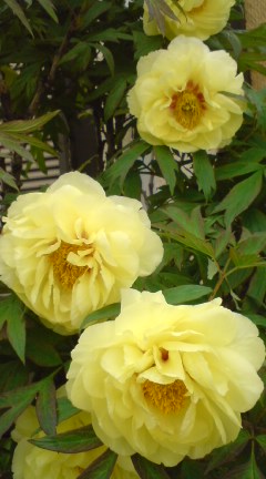 Margaret_137
